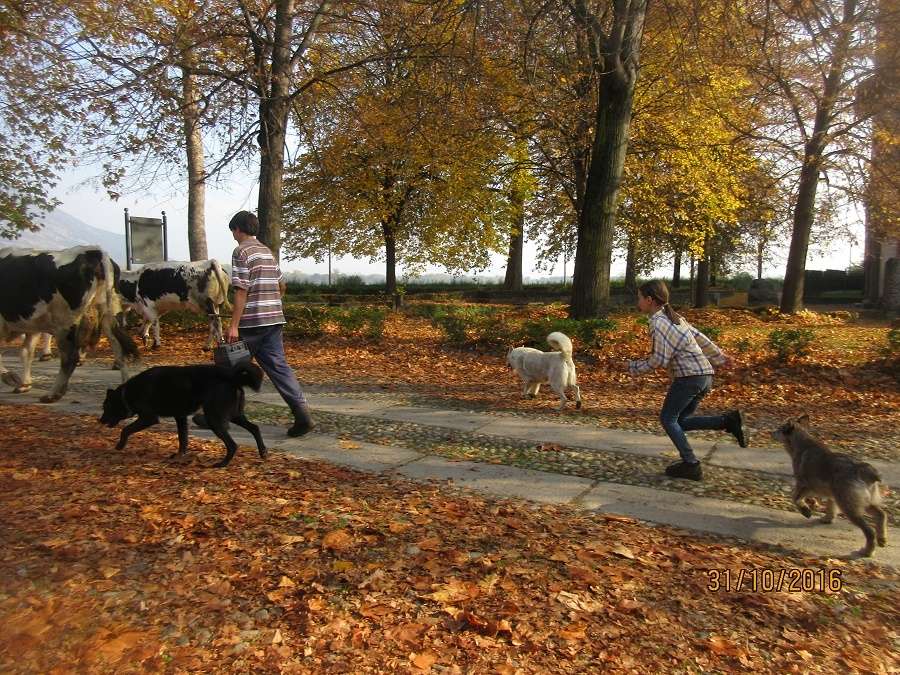 Questa immagine ha l'attributo alt vuoto; il nome del file è Cani-seguono-la-piccola-Veronica-con-Ernesto-il-fratello.jpg
